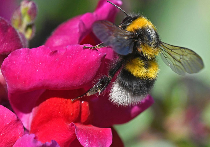 Abejorro de cola blanca (<i>Bombus terrestris</i>) en una flor de boca de dragón. Foto de Raymond J. C. Cannon.